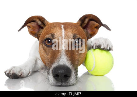 Chien avec balle de tennis Banque D'Images