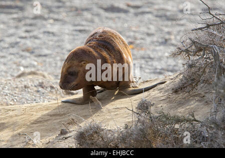 Lion de mer d'Amérique du Sud (Otaria flavescens) jouant sur la plage de Punta Norte, Peninsula Valdes, Patagonie, Argentine Banque D'Images