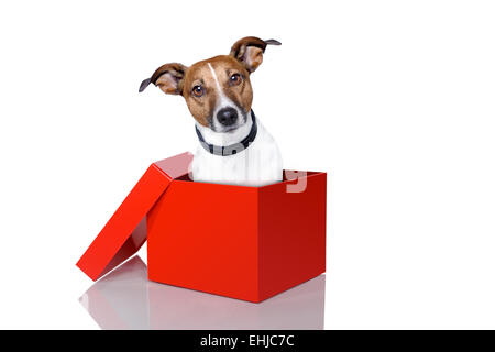 chien dans une boîte Banque D'Images