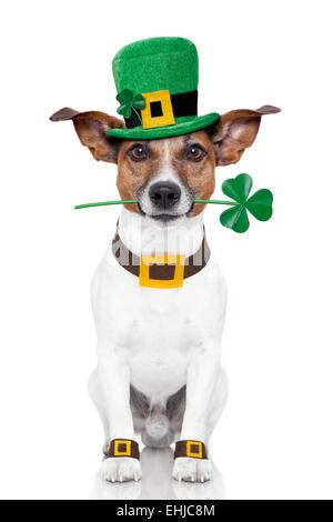 St. Patrick's day dog Banque D'Images