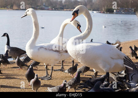 Genre cygnes Cygnus dans Hyde Park Londres Banque D'Images