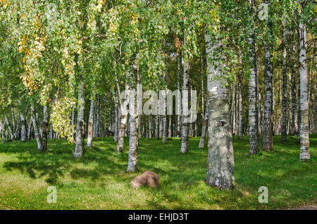 Birch Grove sur le dernier jour de l'été Banque D'Images