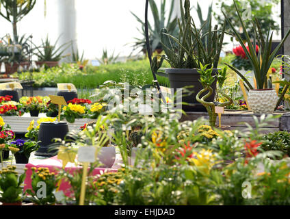 Diverses plantes en fleurs en bonne santé sur les casseroles dans une pépinière en pleine croissance Banque D'Images