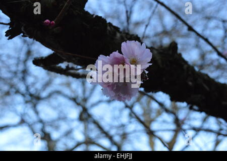 Très belle fleur de printemps rose pâle sur une branche épaisse Banque D'Images