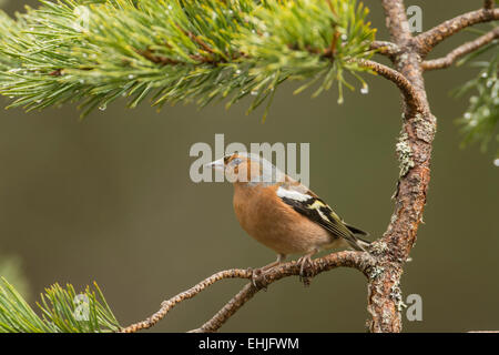 Chaffinch (Fringilla coelebs). Homme, photographié dans une forêt de pins écossais à la suite d'une douche à effet pluie. Banque D'Images