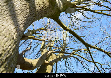 Une photographie d'un arbre avec un angle différent Banque D'Images