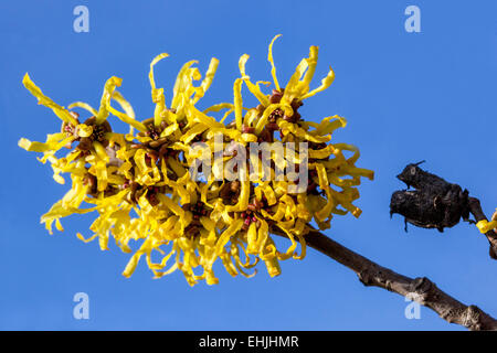 Sorcière Hazel, Hamamelis mollis gros plan hiver, floraison, plante Banque D'Images