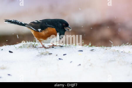 Tohi tacheté Pipilo erythrophthalmus (Orientale) sur le terrain de l'alimentation Banque D'Images