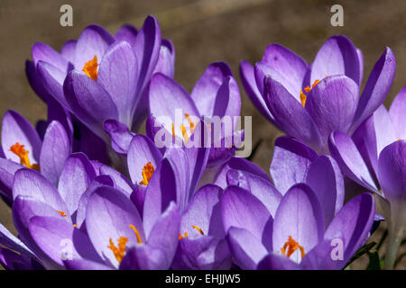 Fleurs tricolores Crocus Sieberi Banque D'Images