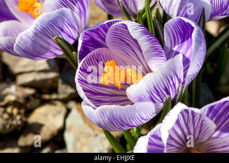 Crocus vernus 'Pickwick' fleurit au début du printemps Banque D'Images