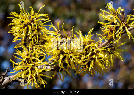 Sorcière Hazel, Hamamelis mollis près de l'arbuste en floraison hivernale Banque D'Images