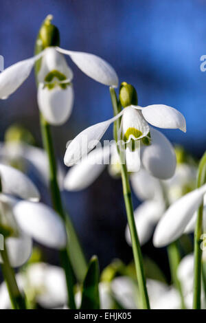 Galanthus nivalis Snowdrop fleurs jardin de printemps fleur fond bleu Banque D'Images