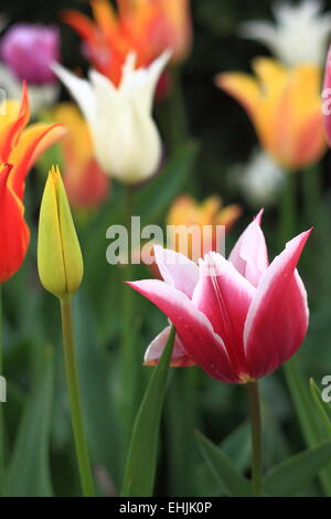 Dans toutes les couleurs Banque D'Images