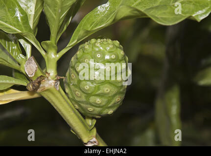 Morinda citrifolia Banque D'Images