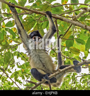 Singe-araignée (Atelidae) Yucatan Mexique Banque D'Images