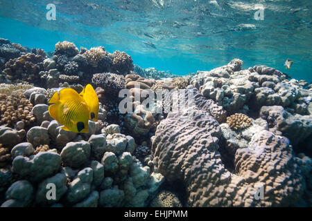 Coral reef Banque D'Images