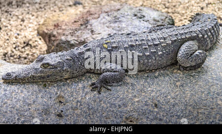 Crocodile (Crocodylus acutus) Mexique Banque D'Images
