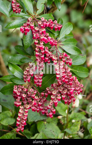 Rose-rouge au début du printemps les fleurs de l'arbuste, Pieris japonica 'Valley Valentine' Banque D'Images