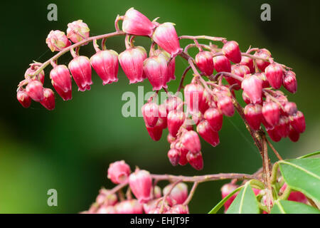 Rose-rouge au début du printemps les fleurs de l'arbuste, Pieris japonica 'Valley Valentine' Banque D'Images