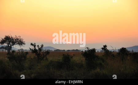 Morning Sunrise Parc National de Mikumi, Tanzanie, Afrique du Sud, alors que sur Safari Banque D'Images