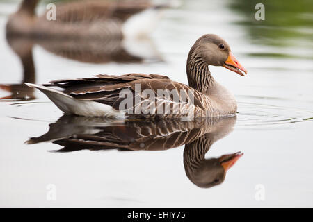 Oie cendrée avec effet miroir dans l'eau. Tourné à Østensjøvannet, la Norvège. Banque D'Images