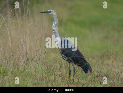 White-necked Heron Banque D'Images