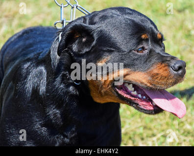 Chien Rottweiler Banque D'Images