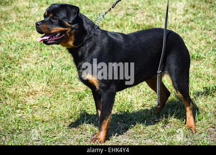 Chien Rottweiler Banque D'Images