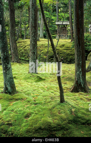 Saiho Route-ji, également connu sous le nom de Koka-dera, temple ou la mousse, est l'un des plus vénérables jardins dans le Arashyama district de Kyoto. Banque D'Images