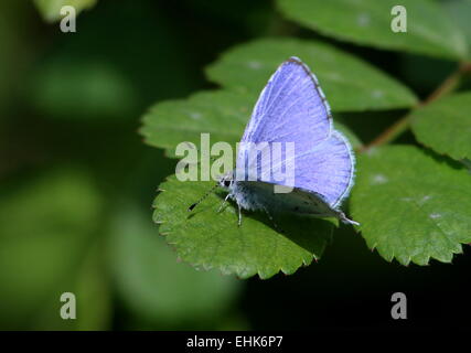 Holly masculins (Celastrina argiolus papillon bleu) posant sur une feuille au printemps, les ailes ouvertes Banque D'Images