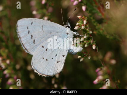 Femme Holly Blue Butterfly (Celastrina argiolus) ponte sur une fleur de bruyère Banque D'Images