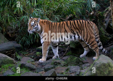 Sibérien femelle ou tiger (Panthera tigris altaica) balade Banque D'Images