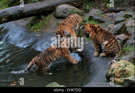 Tigres de Sibérie ludique (Panthera tigris altaica) jouent près de l'eau au Zoo Dierenpark Amersfoort, Pays-Bas Banque D'Images