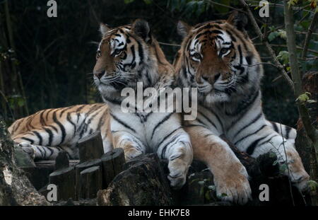 Les hommes et les femmes ou de Sibérie Amur tiger (Panthera tigris altaica) posant ensemble au Zoo Dierenpark Amersfoort, Pays-Bas Banque D'Images