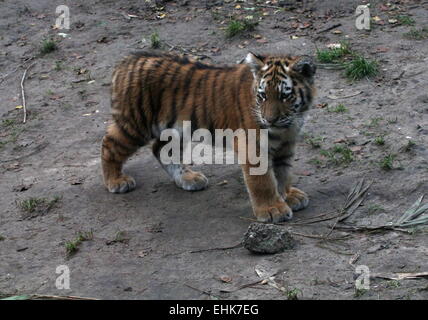 Les jeunes ou de Sibérie Amur tiger (Panthera tigris altaica) cub, âgé de 5 mois Banque D'Images