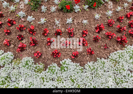 Une vue de dessus d'un lit de fleurs annuelles contenant alyssum, fiberous bégonias, Dusty Miller, et de géraniums. Banque D'Images