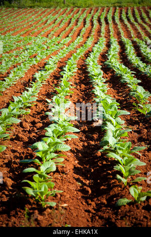 Champ de tabac dans la vallée de Vinales, Cuba Banque D'Images