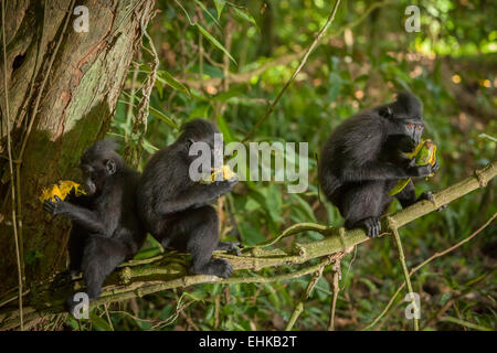 Un groupe de jeunes macaques à cragoût noir (Macaca nigra) de Sulawesi mangeant des fruits dans la forêt de Tangkoko, au nord de Sulawesi, en Indonésie. Banque D'Images