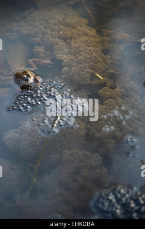 Une grenouille dans un étang tend son frog spawn Banque D'Images