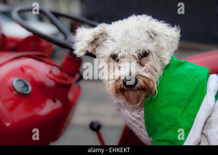 Manchester, Royaume-Uni 15th mars 2015. « Bow » une croix de Bichon Schnauzer au Festival irlandais du week-end de St Patrick. Des milliers de personnes ont bordé les rues pour observer le défilé de la Saint Patrick à Manchester. La procession colorée s'est établie à partir du Centre du patrimoine mondial irlandais de Cheetham Hill avant de se rendre à Albert Square. Des porteurs de drapeaux représentant les 32 comtés de l’île d’Émeraude ont mené le défilé dans le centre-ville, suivis de flotteurs des associations irlandaises de la ville. Banque D'Images