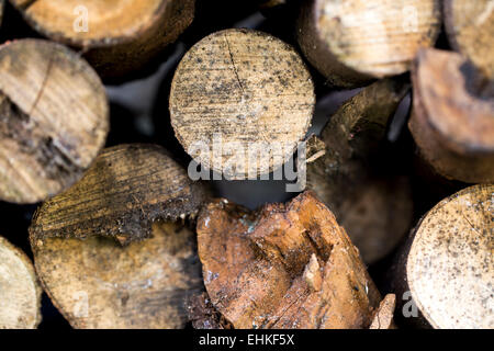 Close up de bois de sciage Banque D'Images