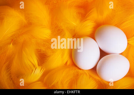 Oeufs blancs dans tendre et doux nid de plumes Banque D'Images