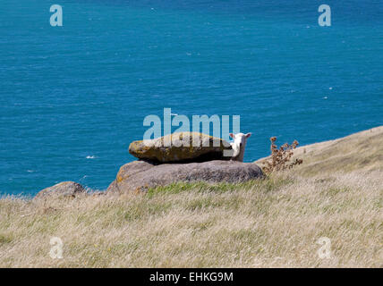 Un mouton de Nouvelle-Zélande de pics de derrière un rocher sur la piste la péninsule de Banks, Nouvelle-Zélande, île du Sud Banque D'Images