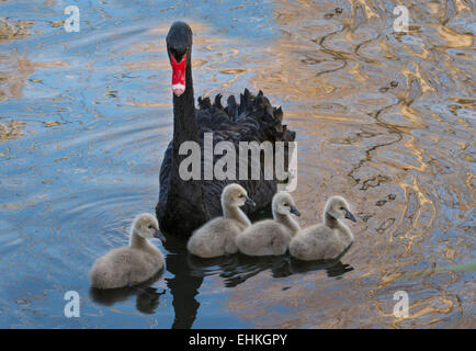 Une famille de cygnes noirs. Banque D'Images