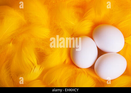 Oeufs blancs dans tendre et doux nid de plumes Banque D'Images