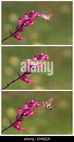 Macroglossum stellatarum) est un insecte très similaire à un colibri, il est également nommé Hummingbird Hawk-moth ou Hummingmoth. Banque D'Images