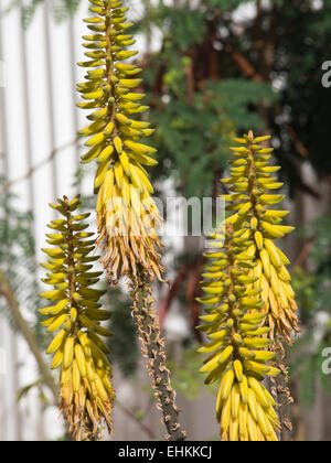 L'aloe vera fleurs jaunes de la plante succulente cultivée à Fuerteventura, Espagne Banque D'Images