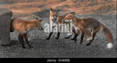 Le renard roux (Vulpes vulpes) à jouer sur col polychrome. Le Parc National Denali, en Alaska. Banque D'Images