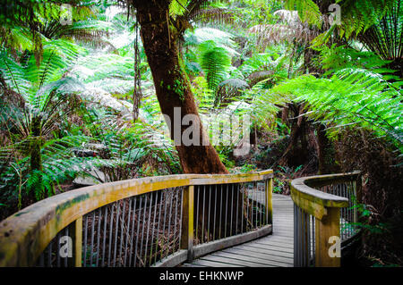 Maits Rest Rainforest Trail dans le parc national Great Otway, sur Great Ocean Road, Victoria, Australie l'État Banque D'Images