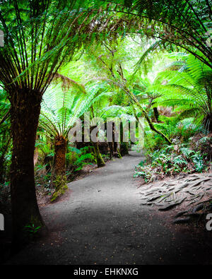 Maits Rest Rainforest Trail dans le parc national Great Otway, sur Great Ocean Road, Victoria, Australie l'État Banque D'Images